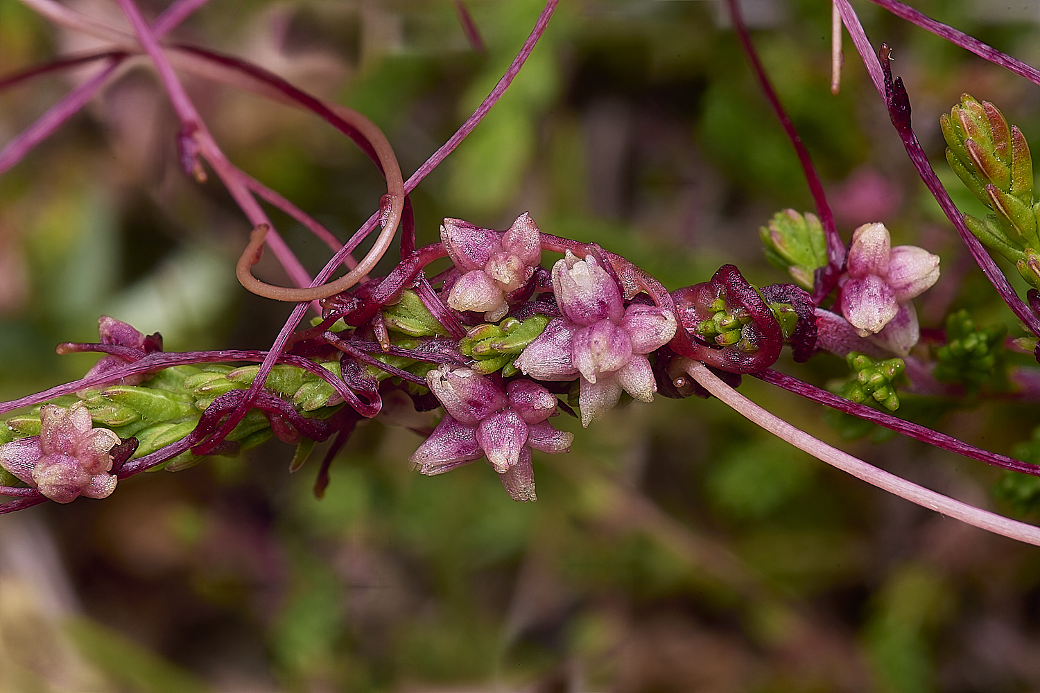 CawstinHeathDodder280625-1-NEF-