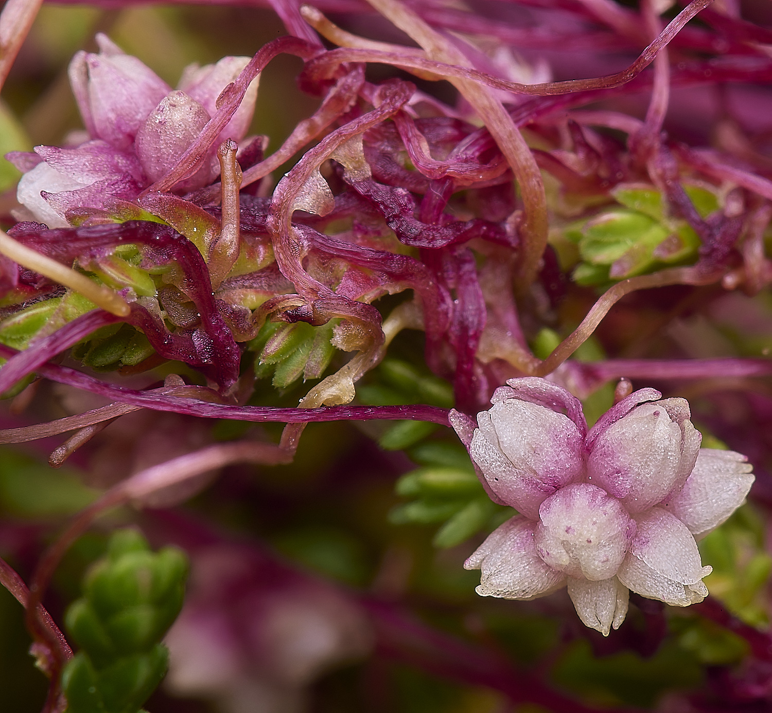 CawstinHeathDodder280625-2-NEF-