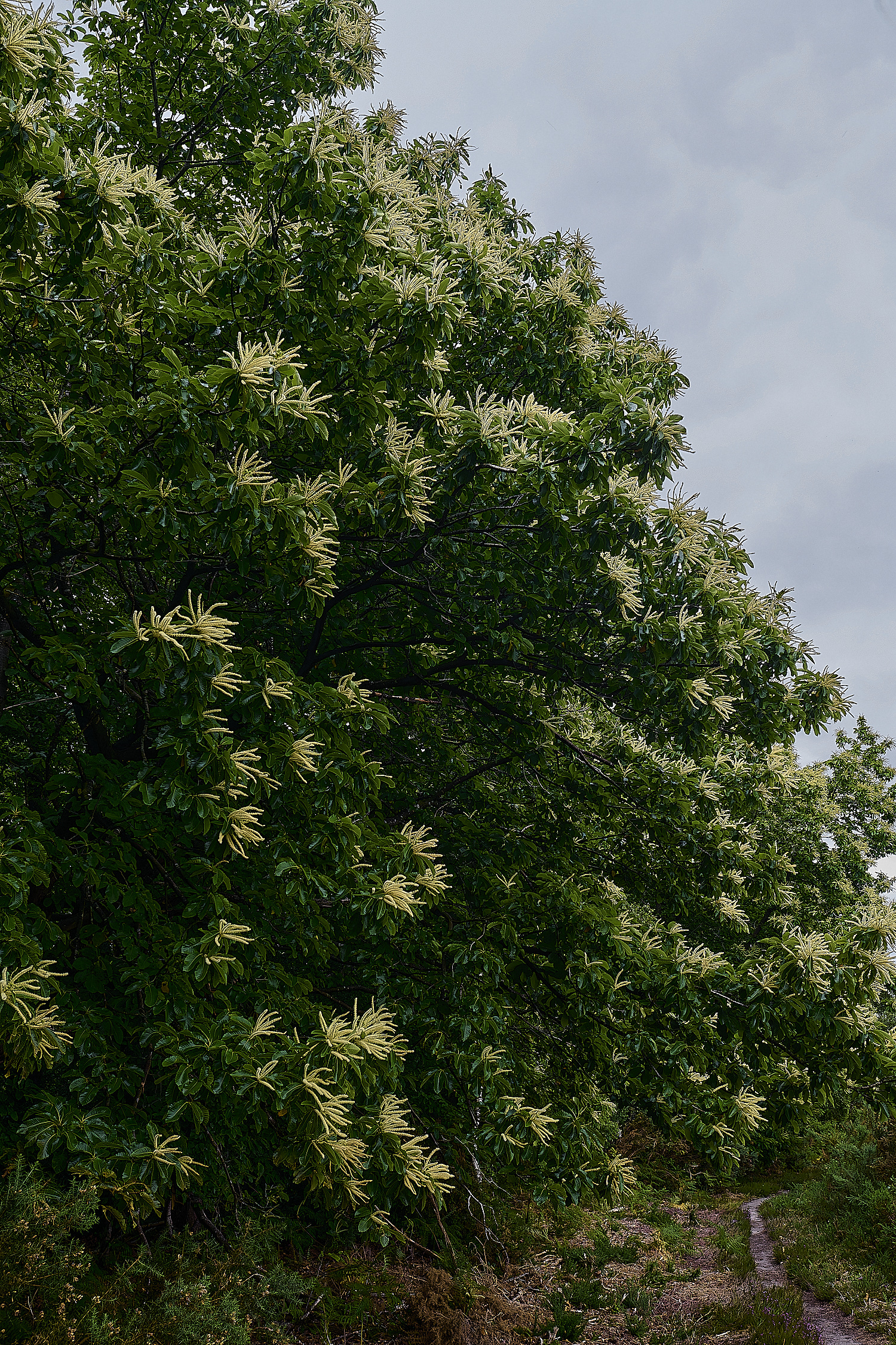 CawstonheakSweetChestnut280625-1