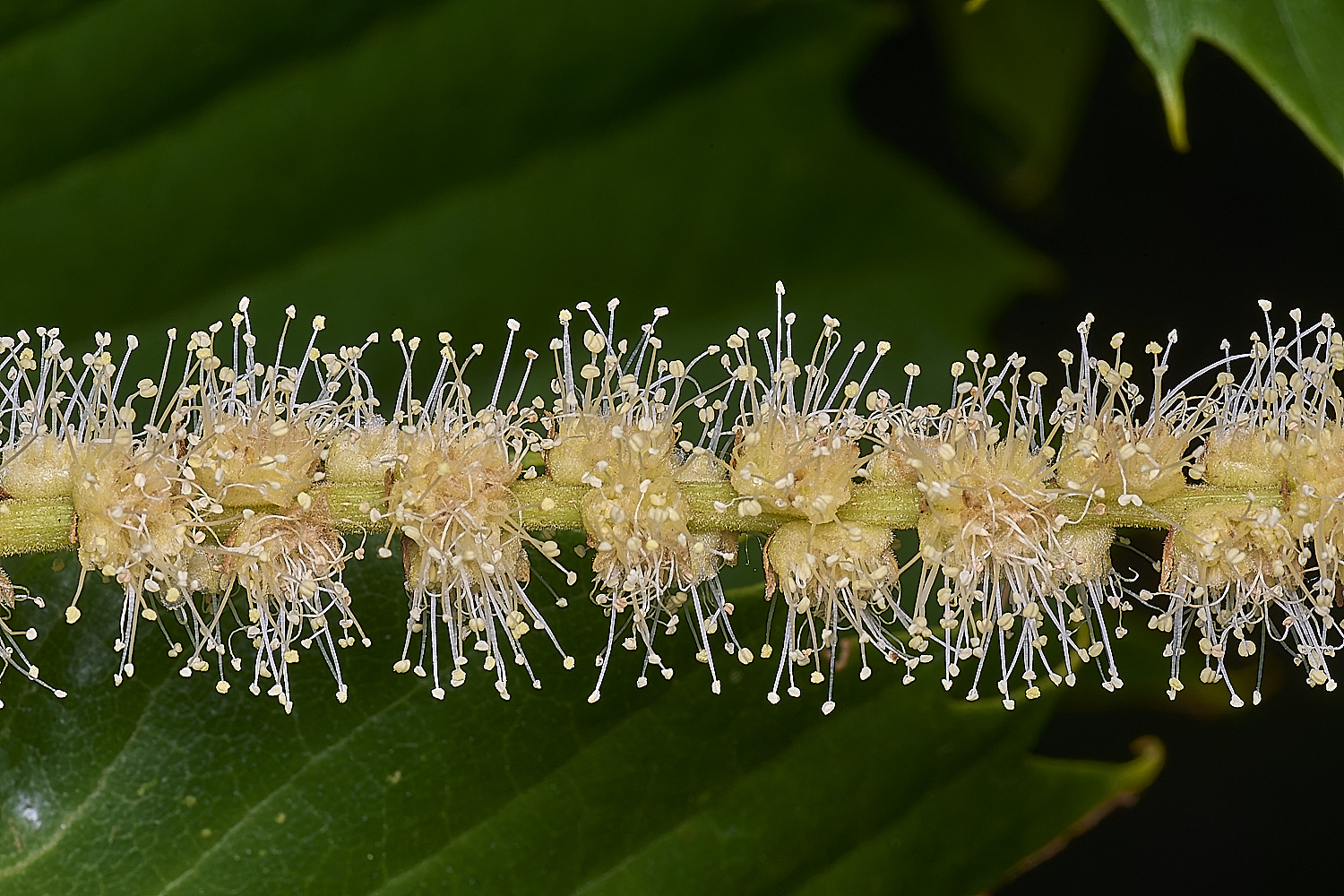 CawstonheakSweetChestnut280625-10