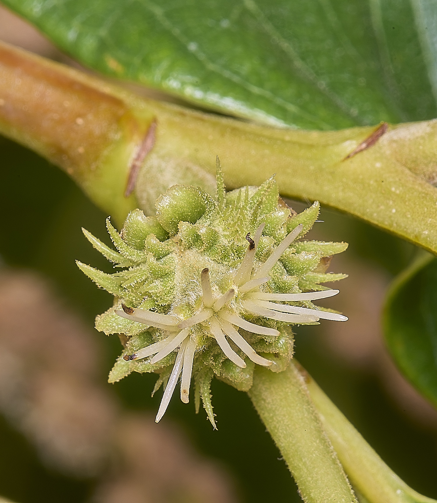 CawstonheakSweetChestnut280625-11