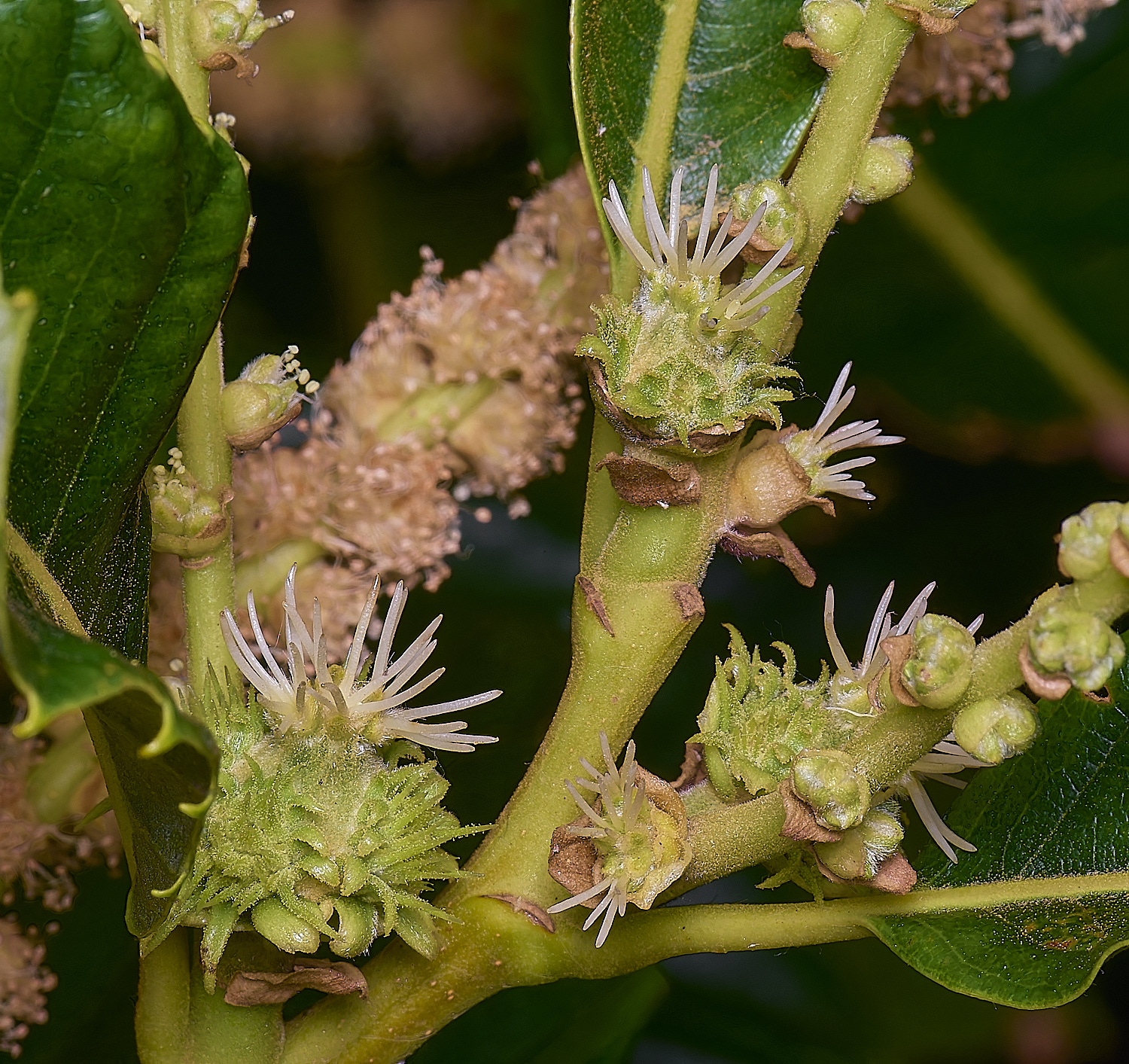 CawstonheakSweetChestnut280625-12
