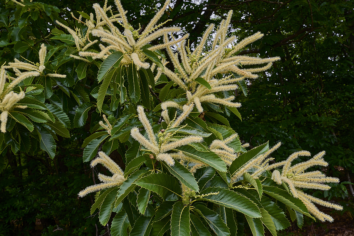 CawstonheakSweetChestnut280625-14