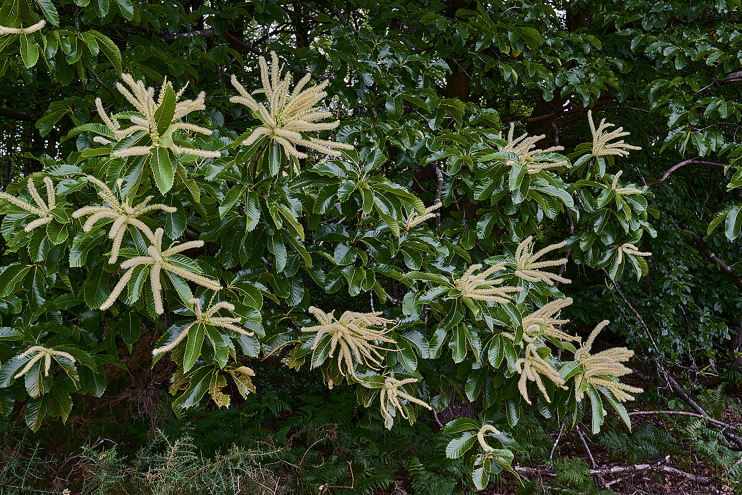 CawstonheakSweetChestnut280625-2