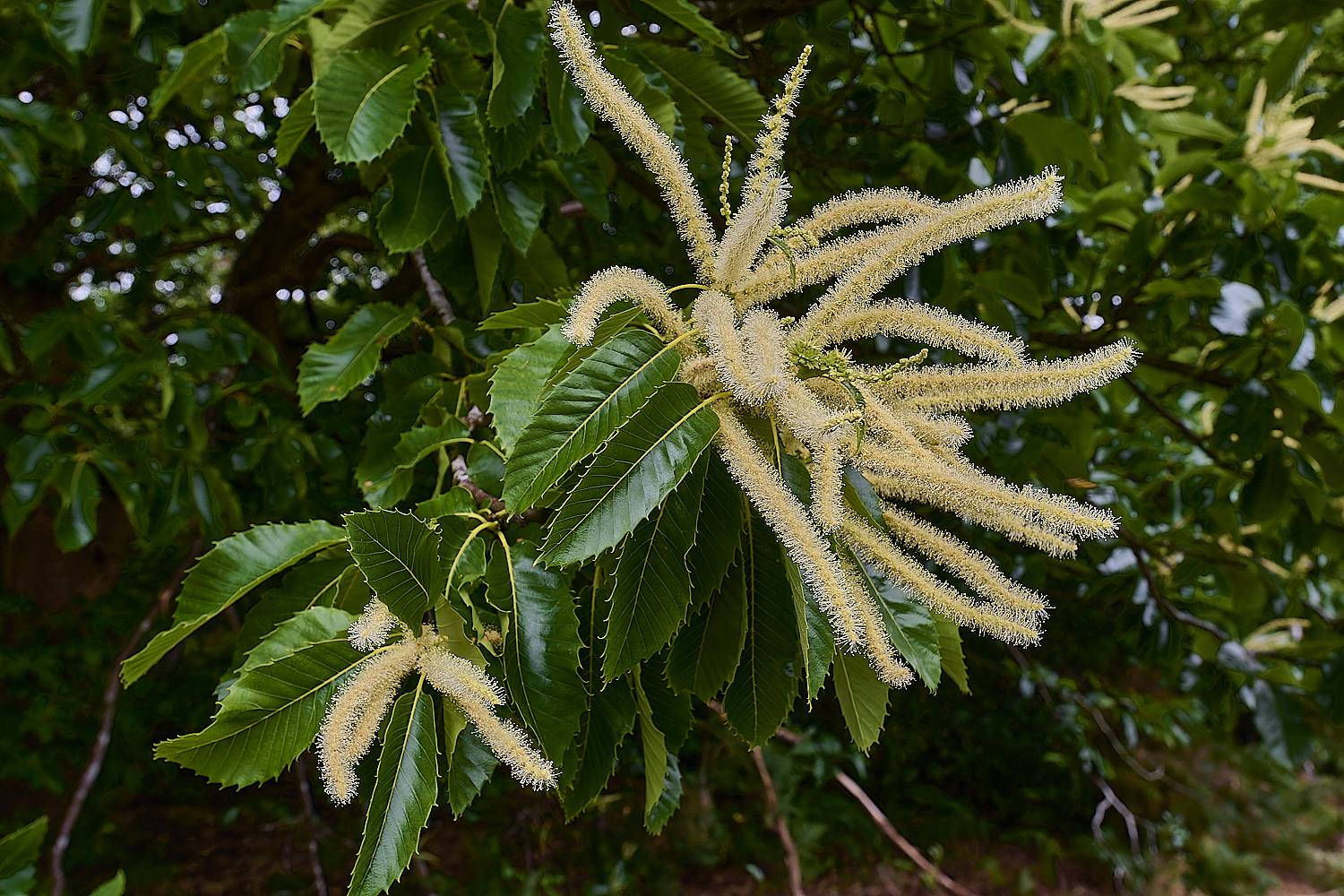 CawstonheakSweetChestnut280625-3