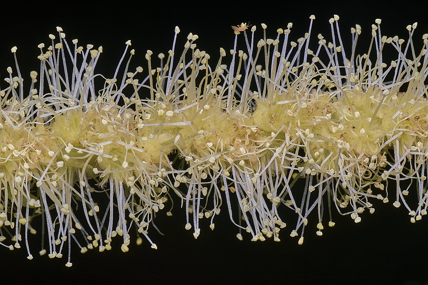 CawstonheakSweetChestnut280625-4