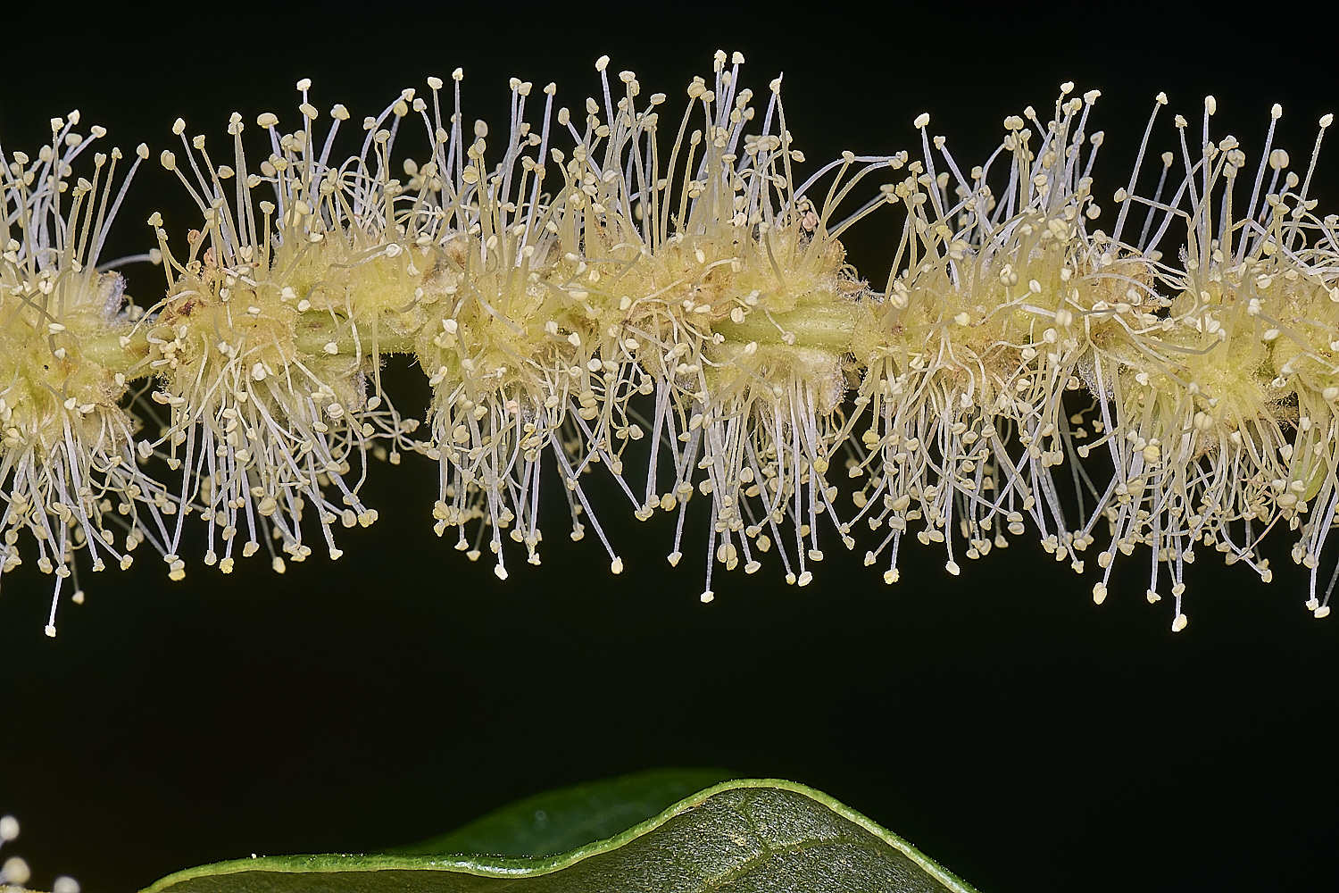 CawstonheakSweetChestnut280625-5