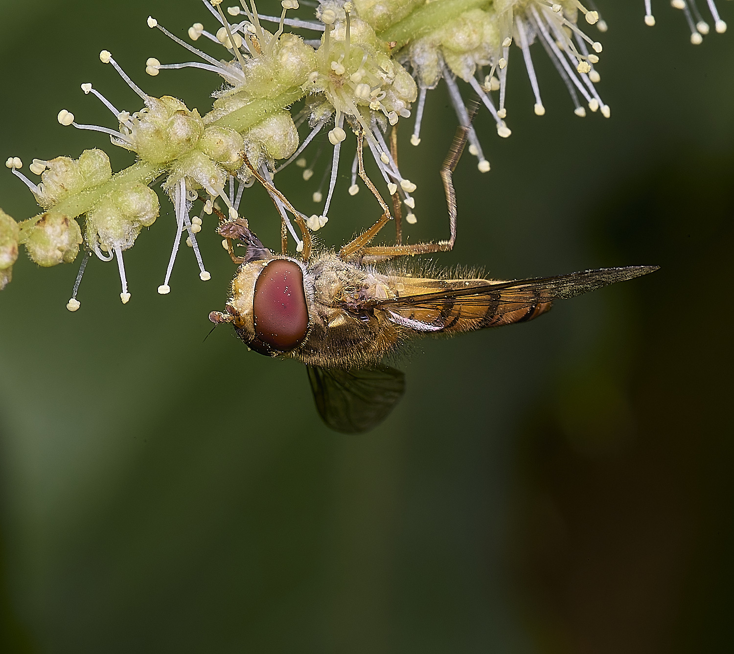 CawstonheakSweetChestnut280625-8
