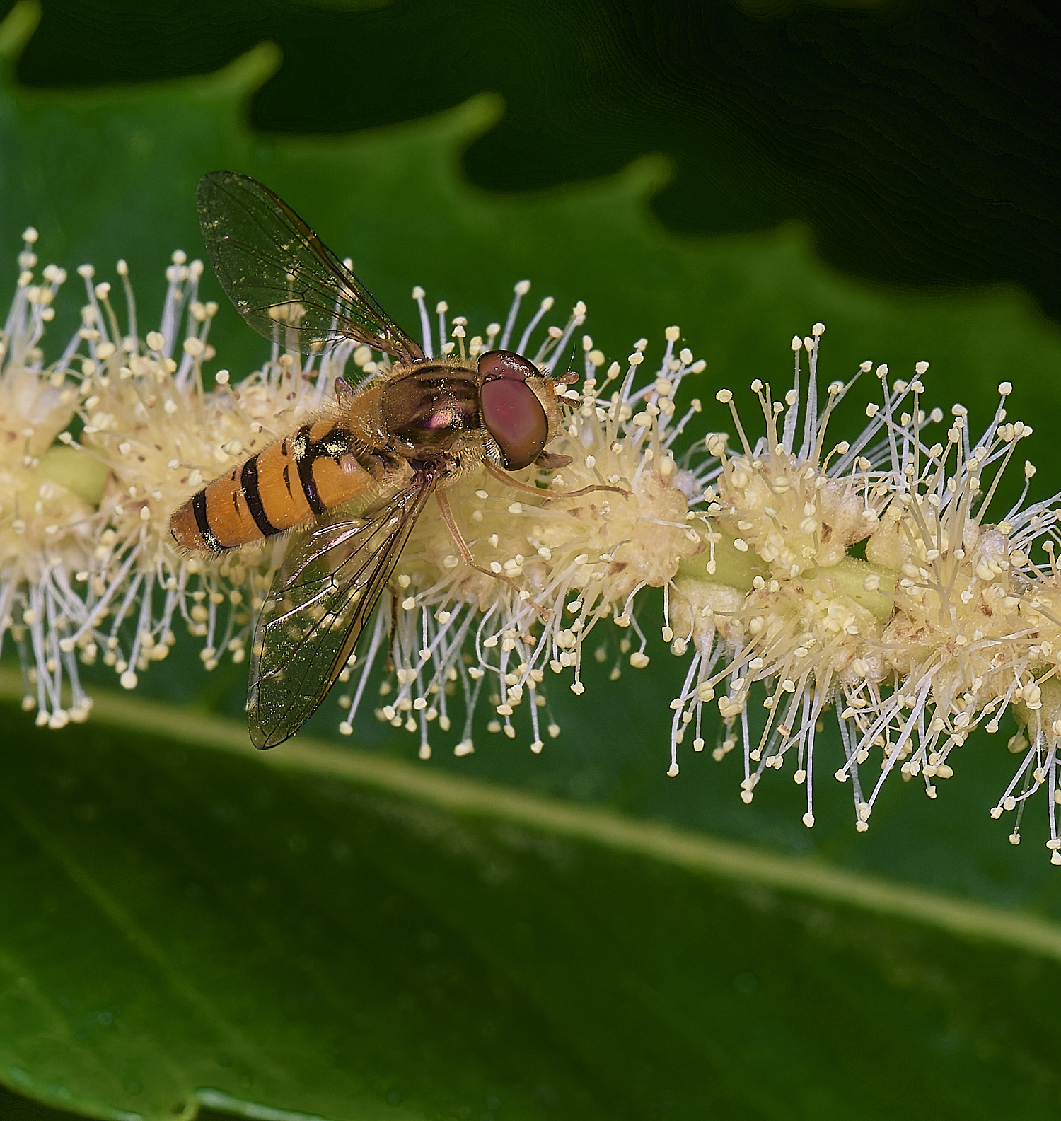 CawstonheakSweetChestnut280625-9
