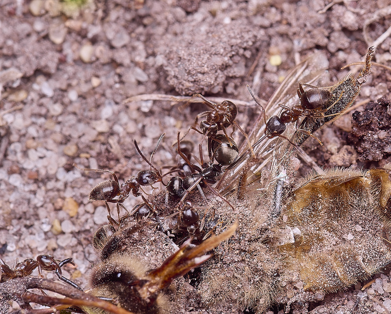 CawstonHeathAnts280625-