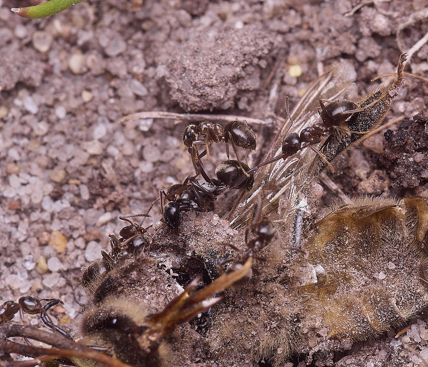 CawstonHeathAnts280625-3