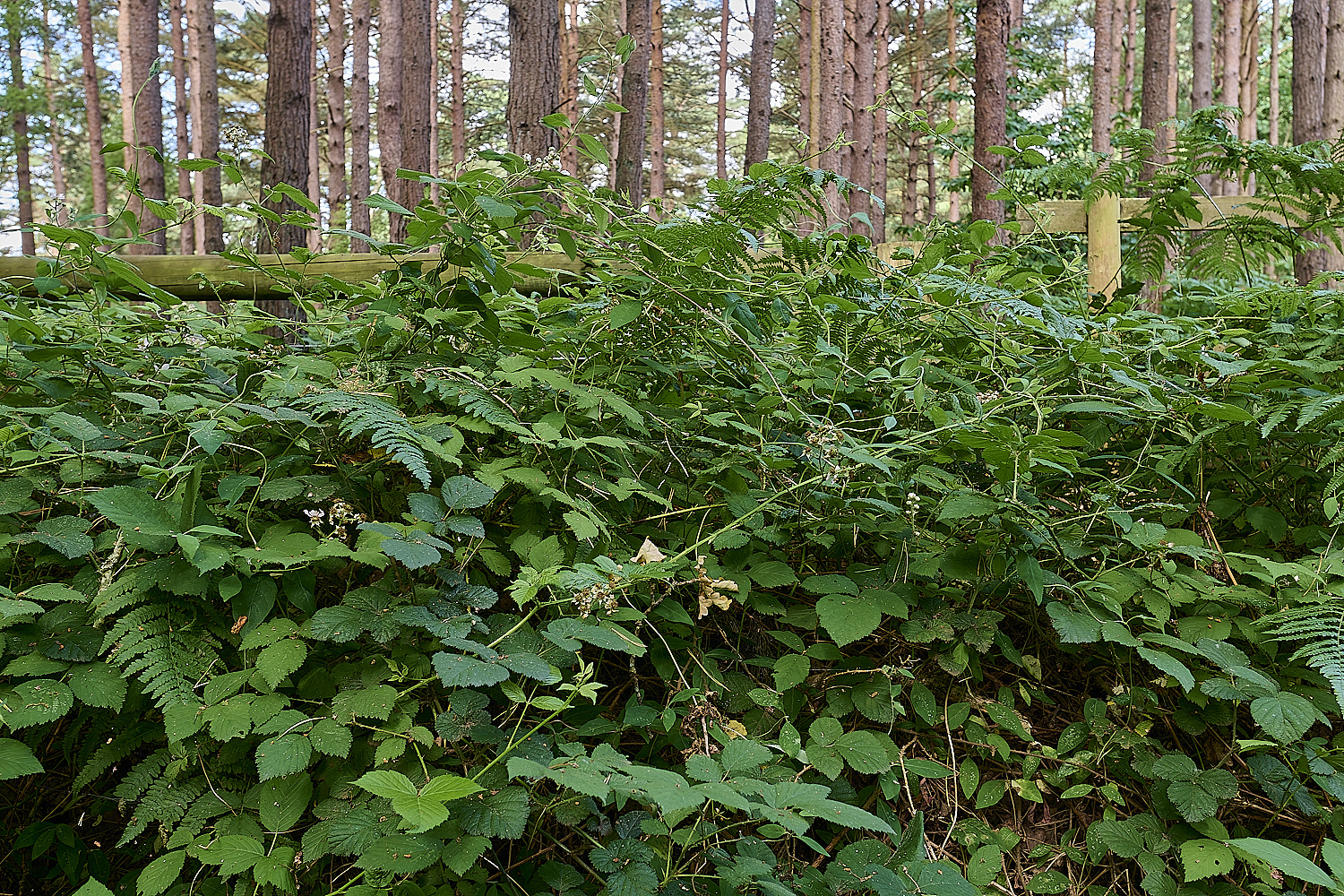 CawstonHeathB4BushPic280625-1