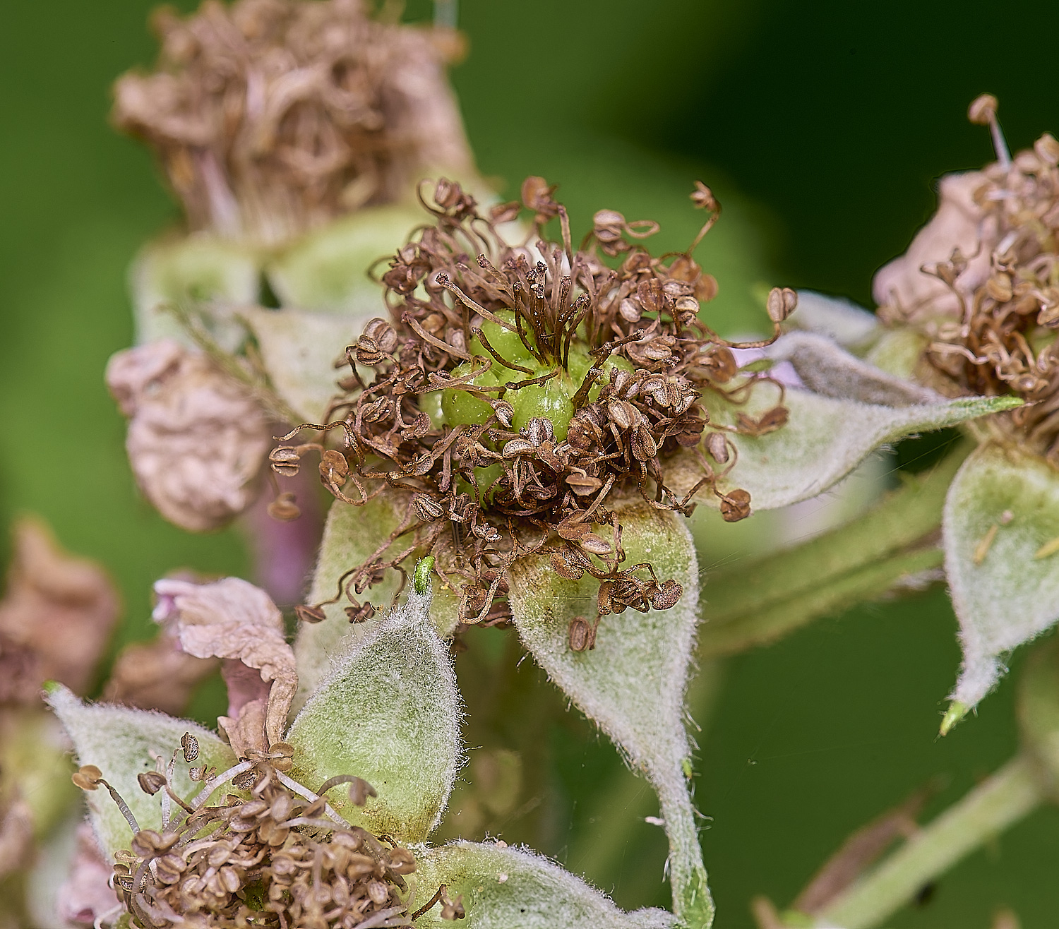 CawstonHeathB4FlowerBerry280625-1