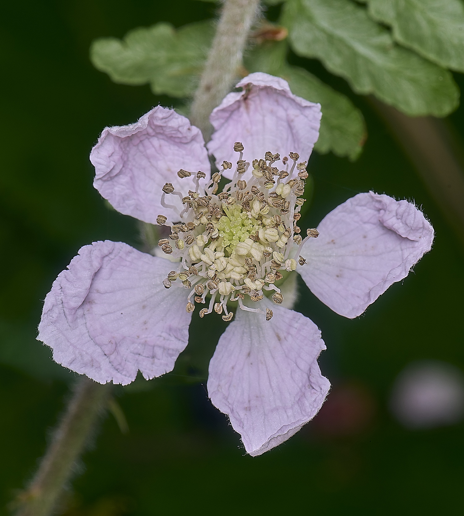 CawstonHeathB4FlowerFront280625-1