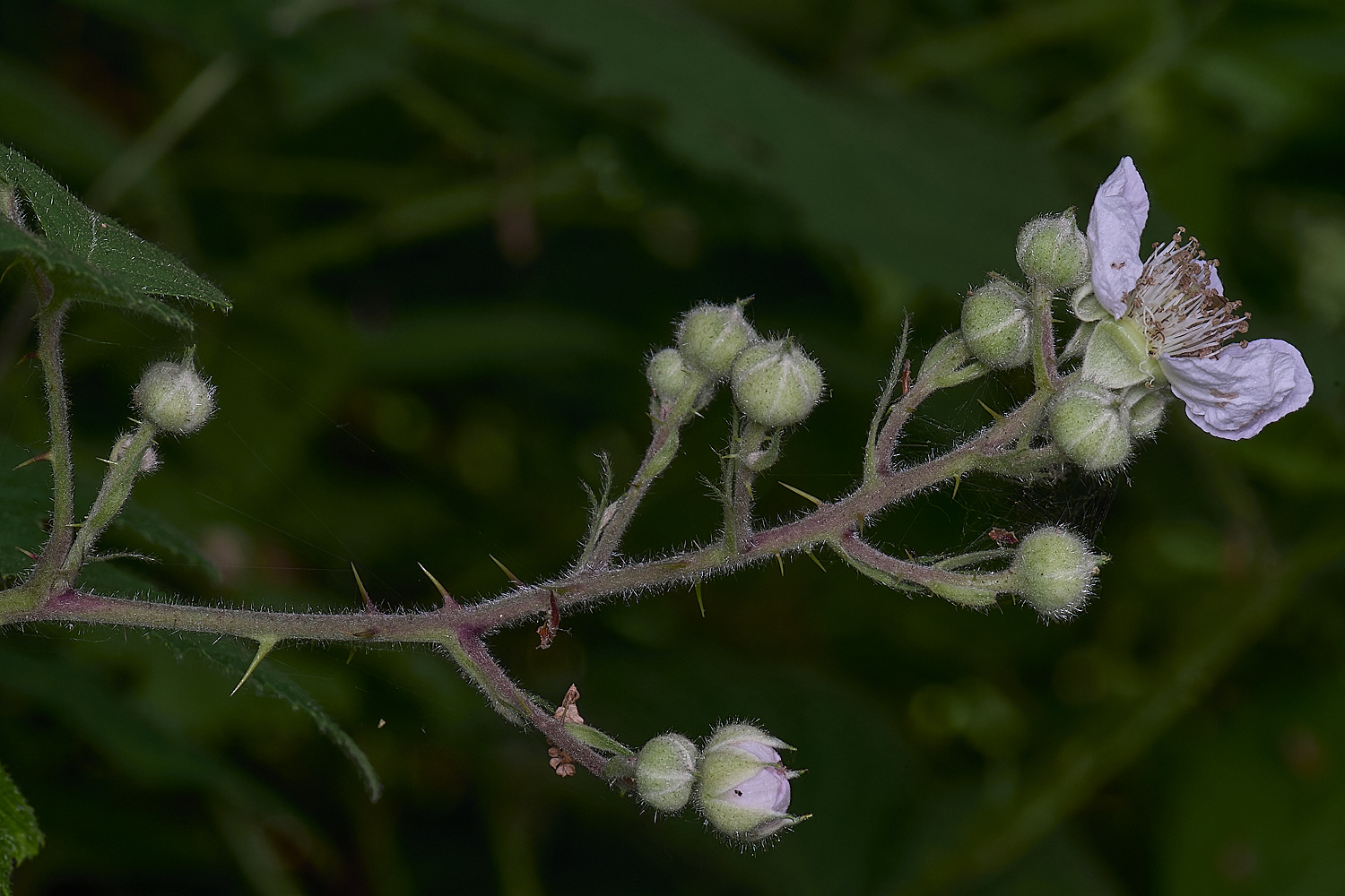 CawstonHeathB4FlowerPanicle280625-1