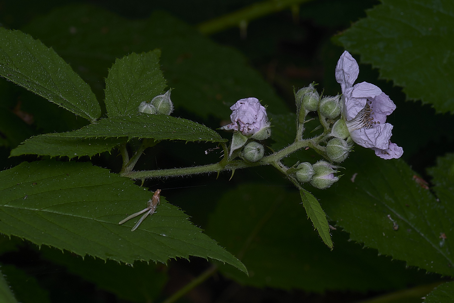 CawstonHeathB4FlowerPanicle280625-2
