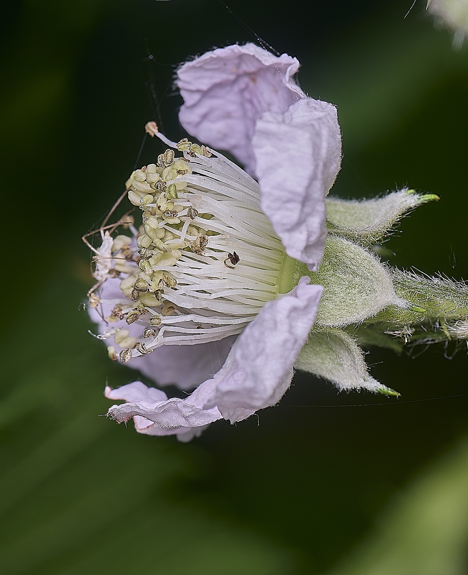 CawstonHeathB4FlowerSide280625-1