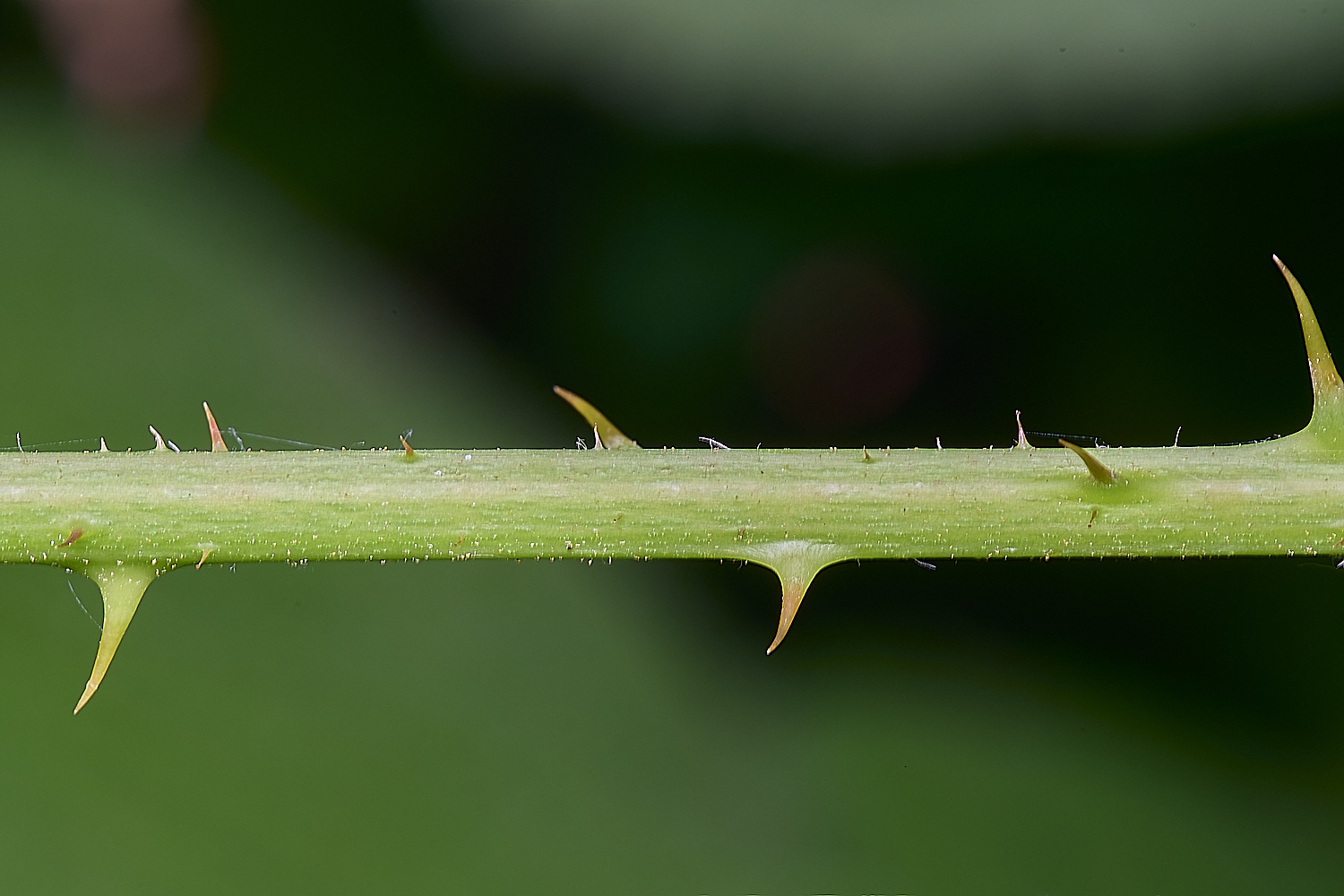 CawstonHeathB4PrimocaneCloseUp280625-1