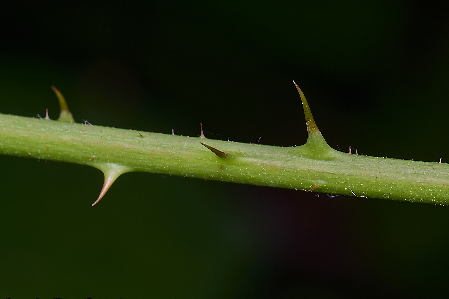 CawstonHeathB4PrimocaneCloseUp280625-2