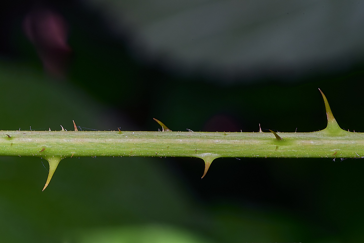 CawstonHeathB4PrimocaneCloseUp280625-3