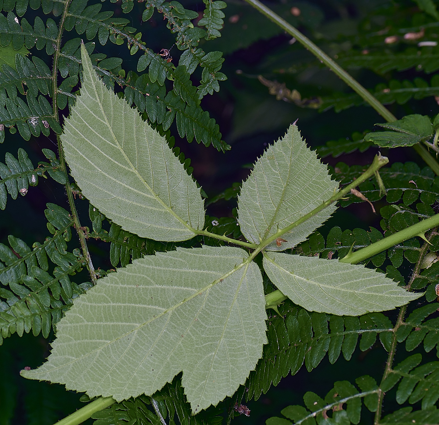 CawstonHeathB4PrimocaneLeafabaxial280625-1