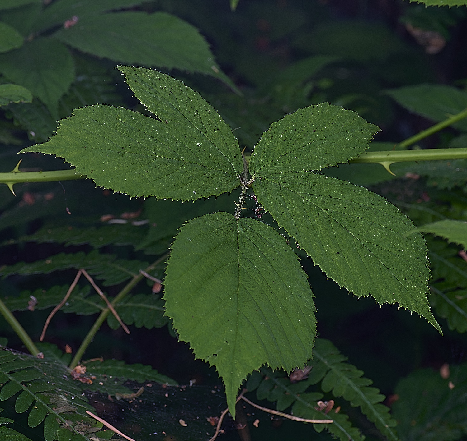 CawstonHeathB4PrimocaneLeafadaxial280625-2