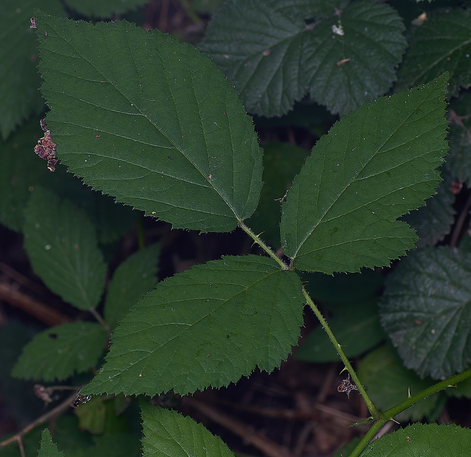 CawstonHeathB4PrimocaneLeafadaxial280625-3