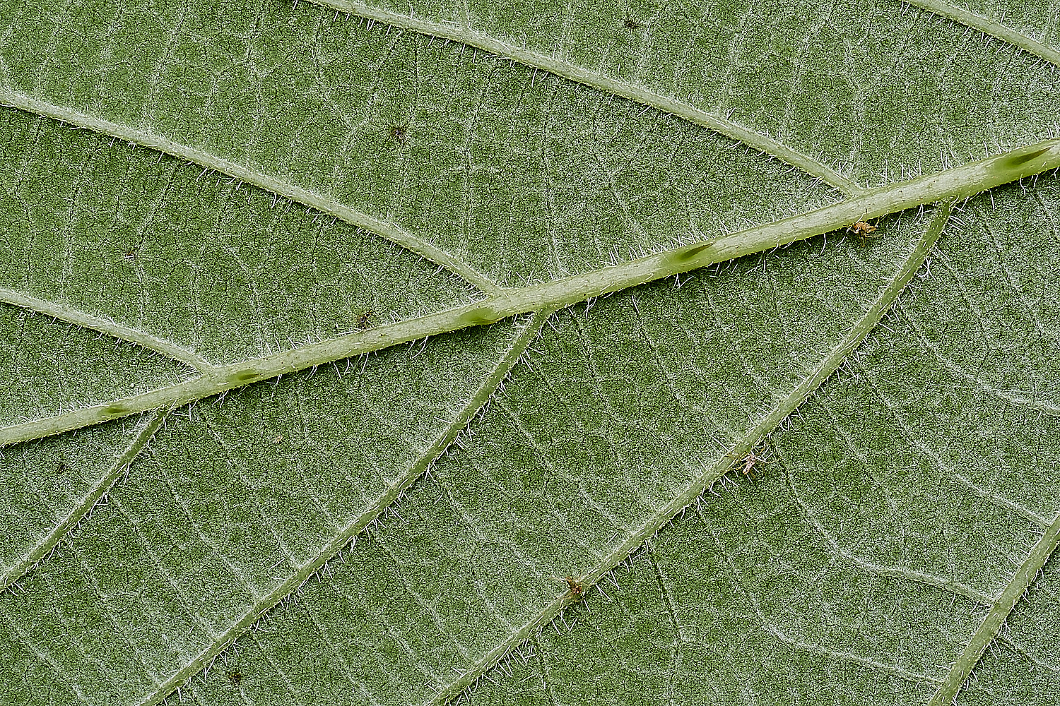 CawstonHeathB4PrimocaneLeafunderside280625-1