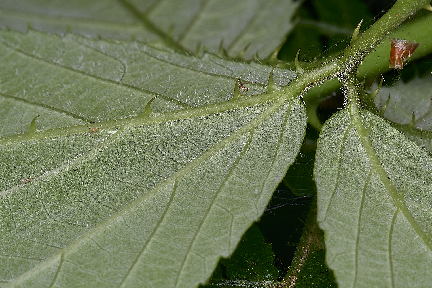 CawstonHeathB4PrimocaneLeafunderside280625-2