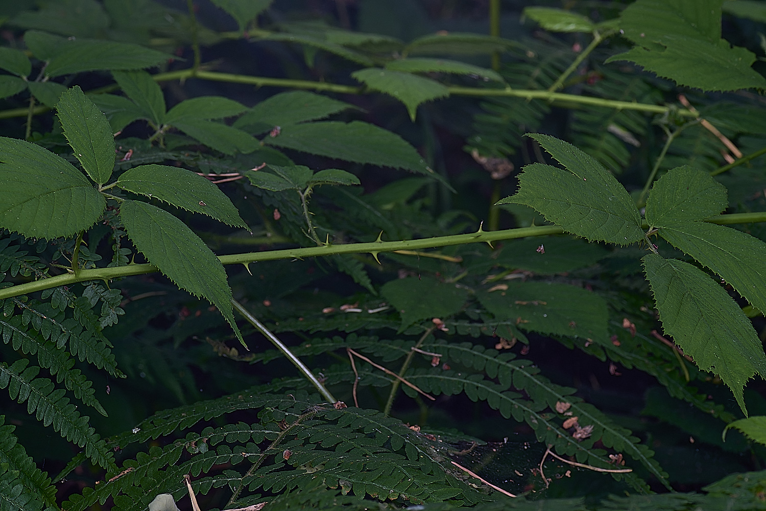 CawstonHeathB4PrimoscaneStructure-1