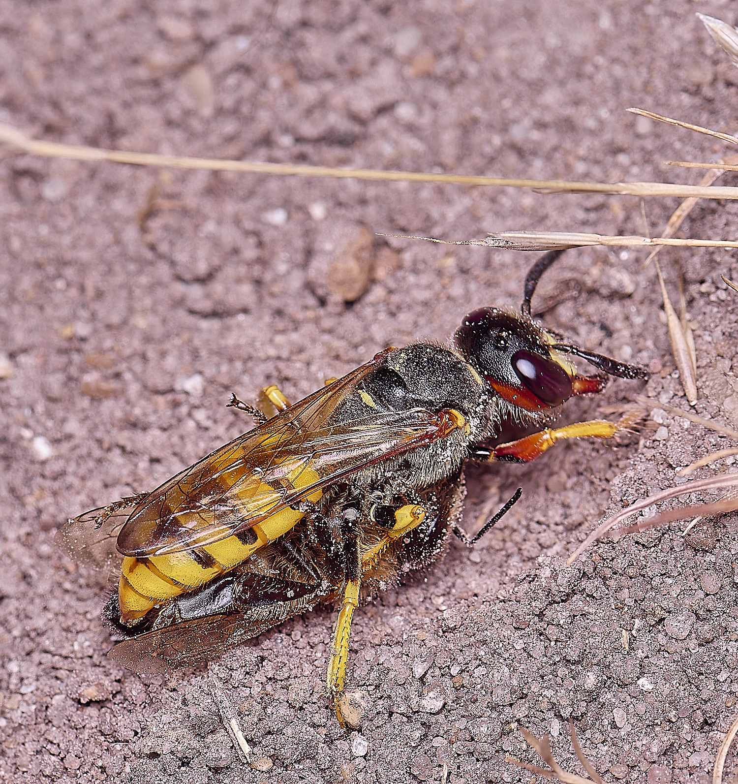 CawstonHeathBeewolf 280625-1