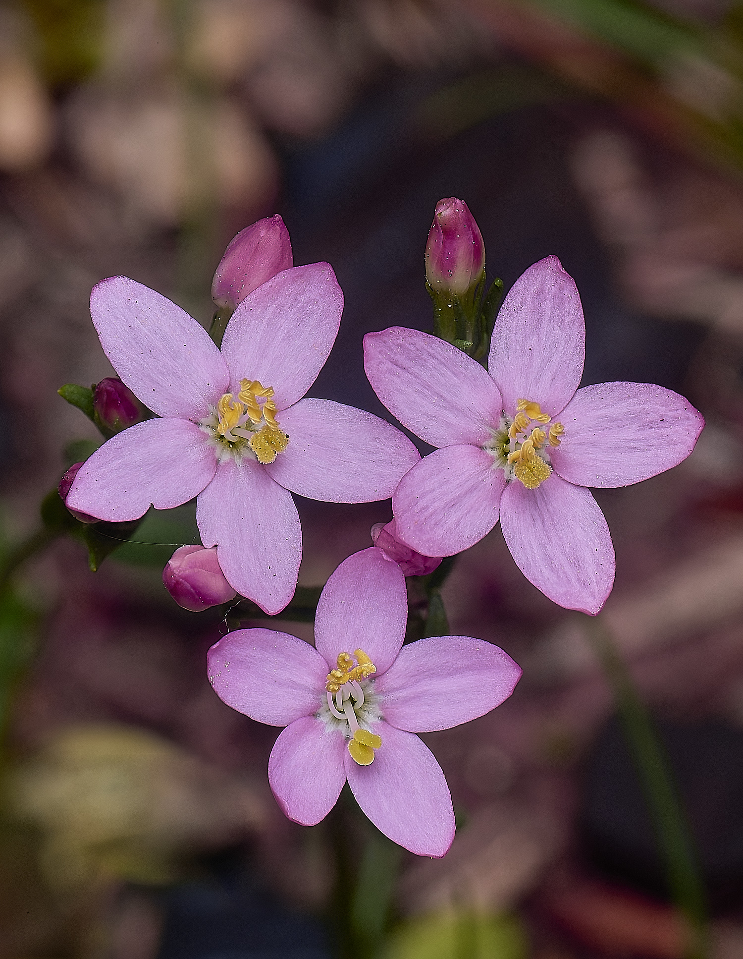 CawstonHeathCentaury280625-1