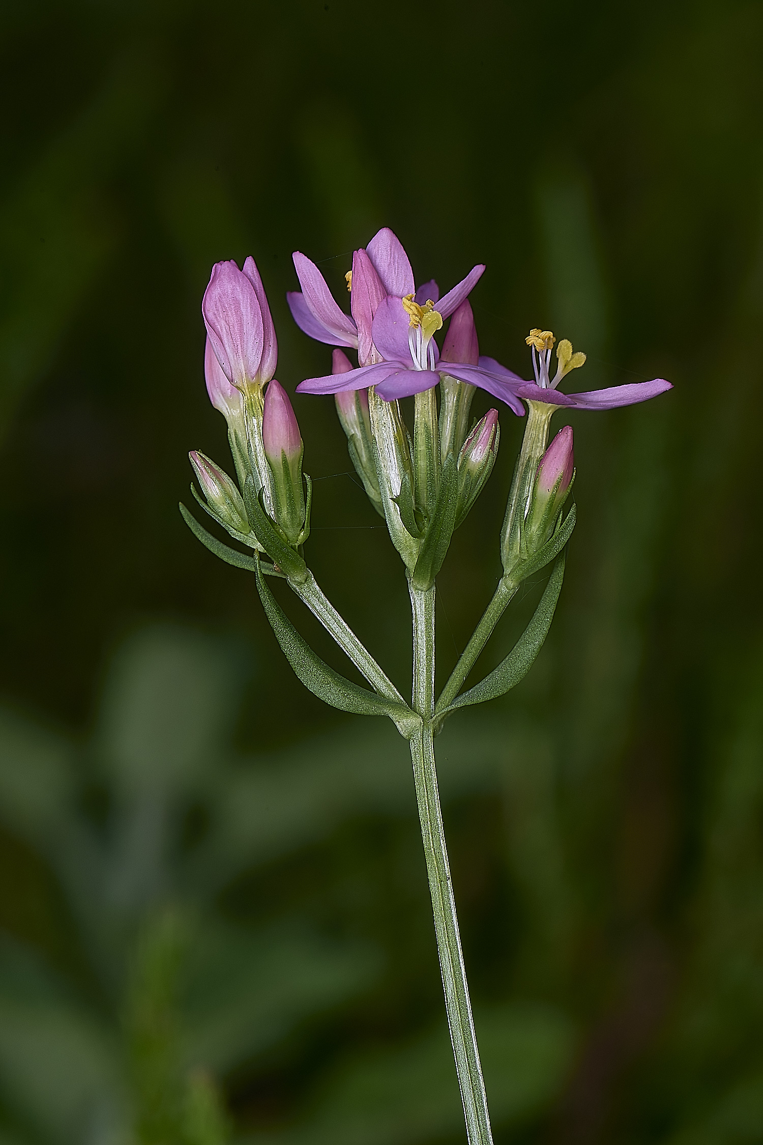 CawstonHeathCentaury280625-2
