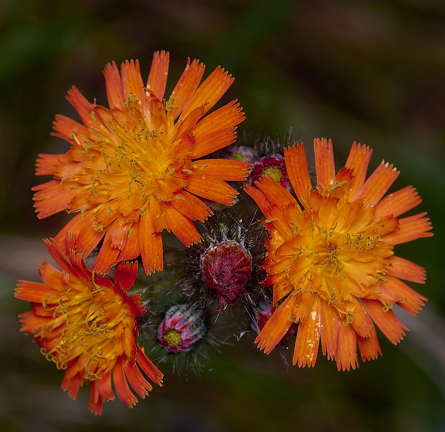 CawstonheathFox&#38;Cubs280625-1-NEF-