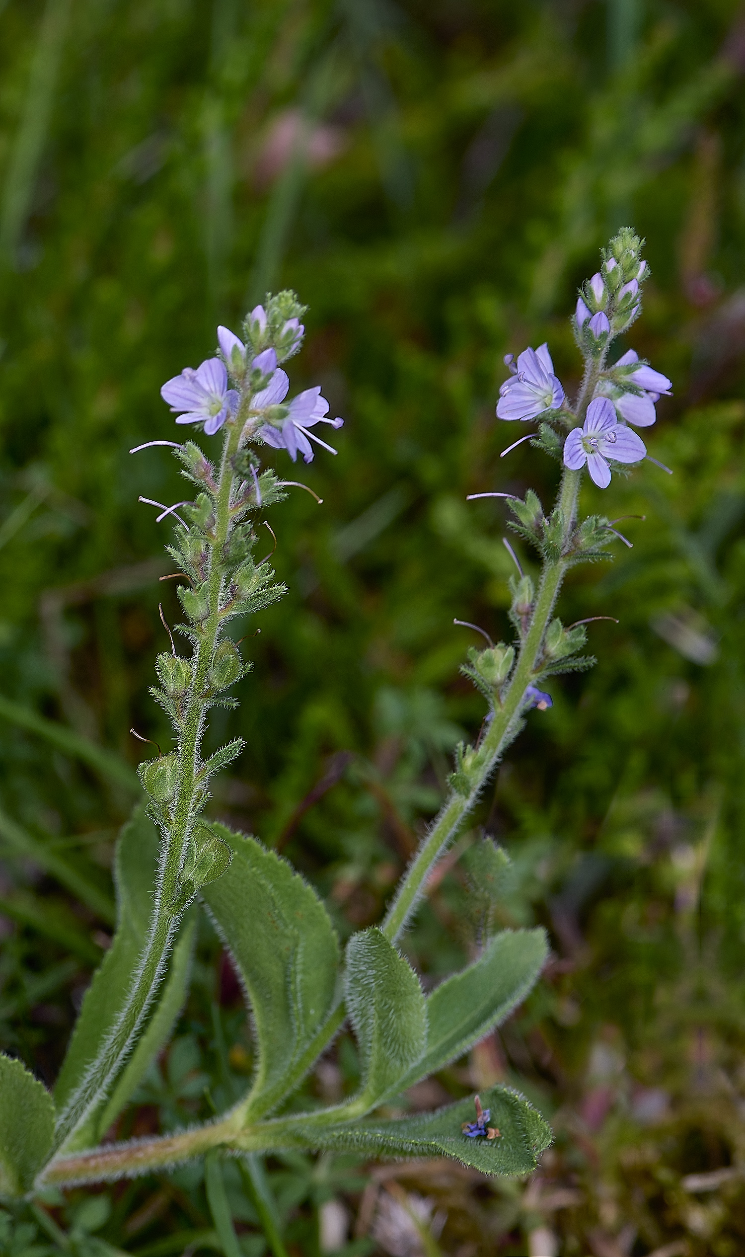 CawstonheathHeathSpeedwell280625-1-NEF-