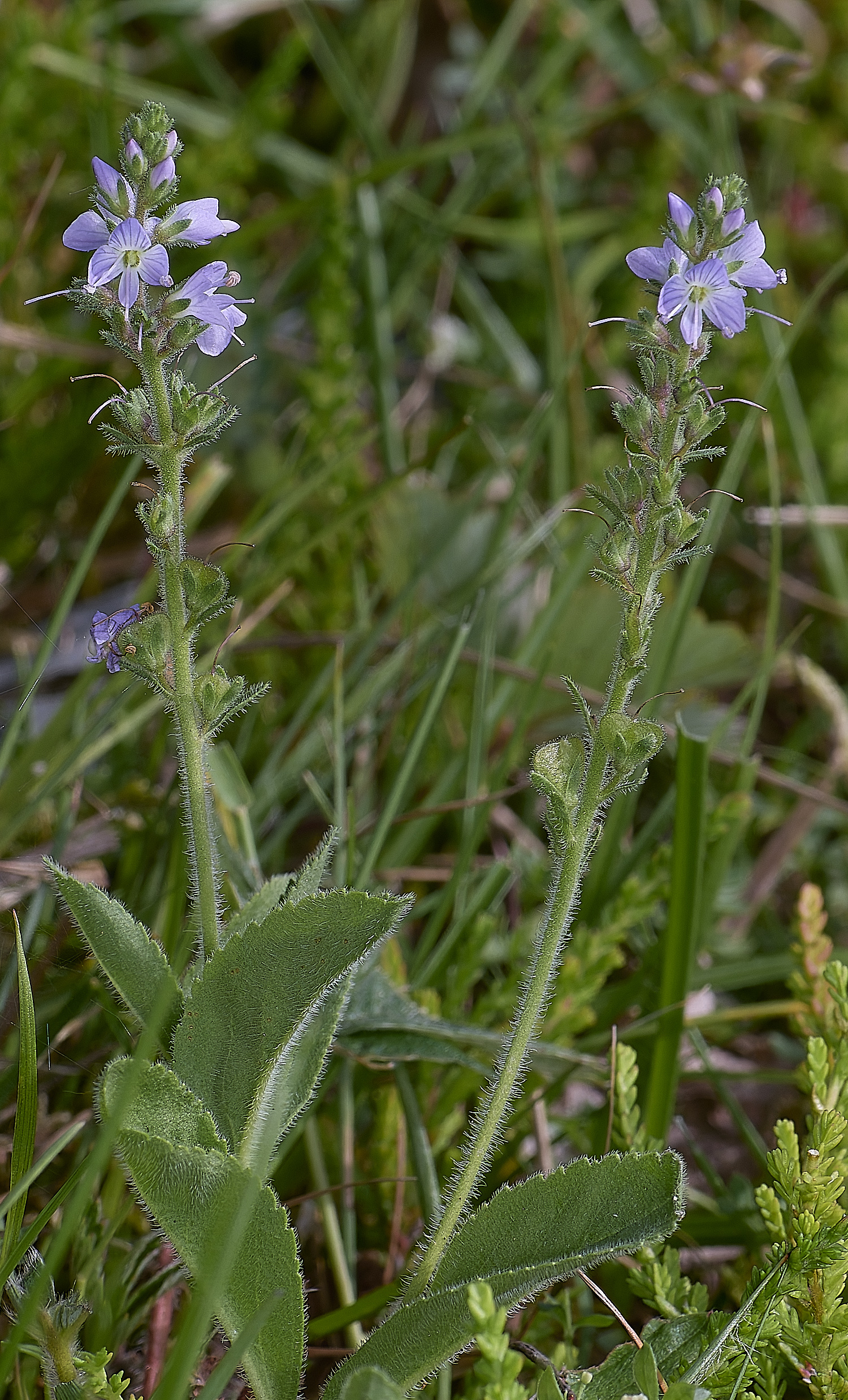 CawstonHeathHeathSpeedwell280625-1