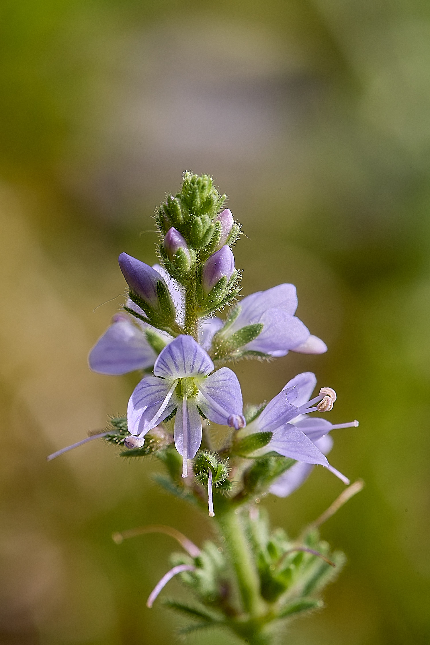 CawstonHeathHeathSpeedwell280625-2