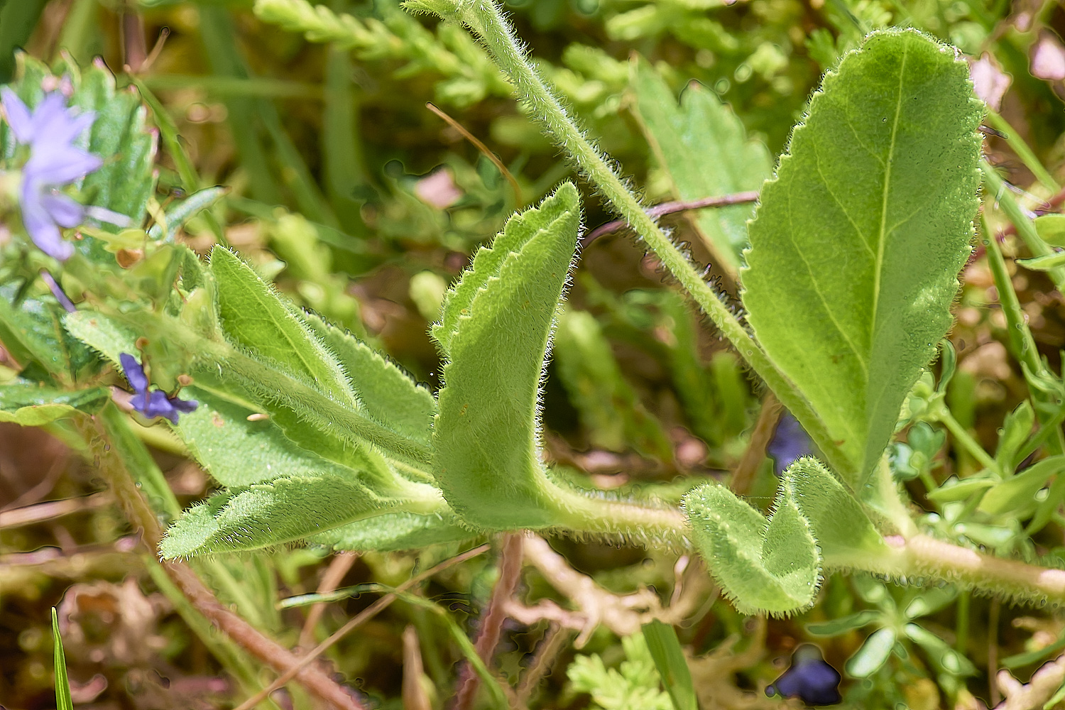 CawstonHeathHeathSpeedwell280625-3