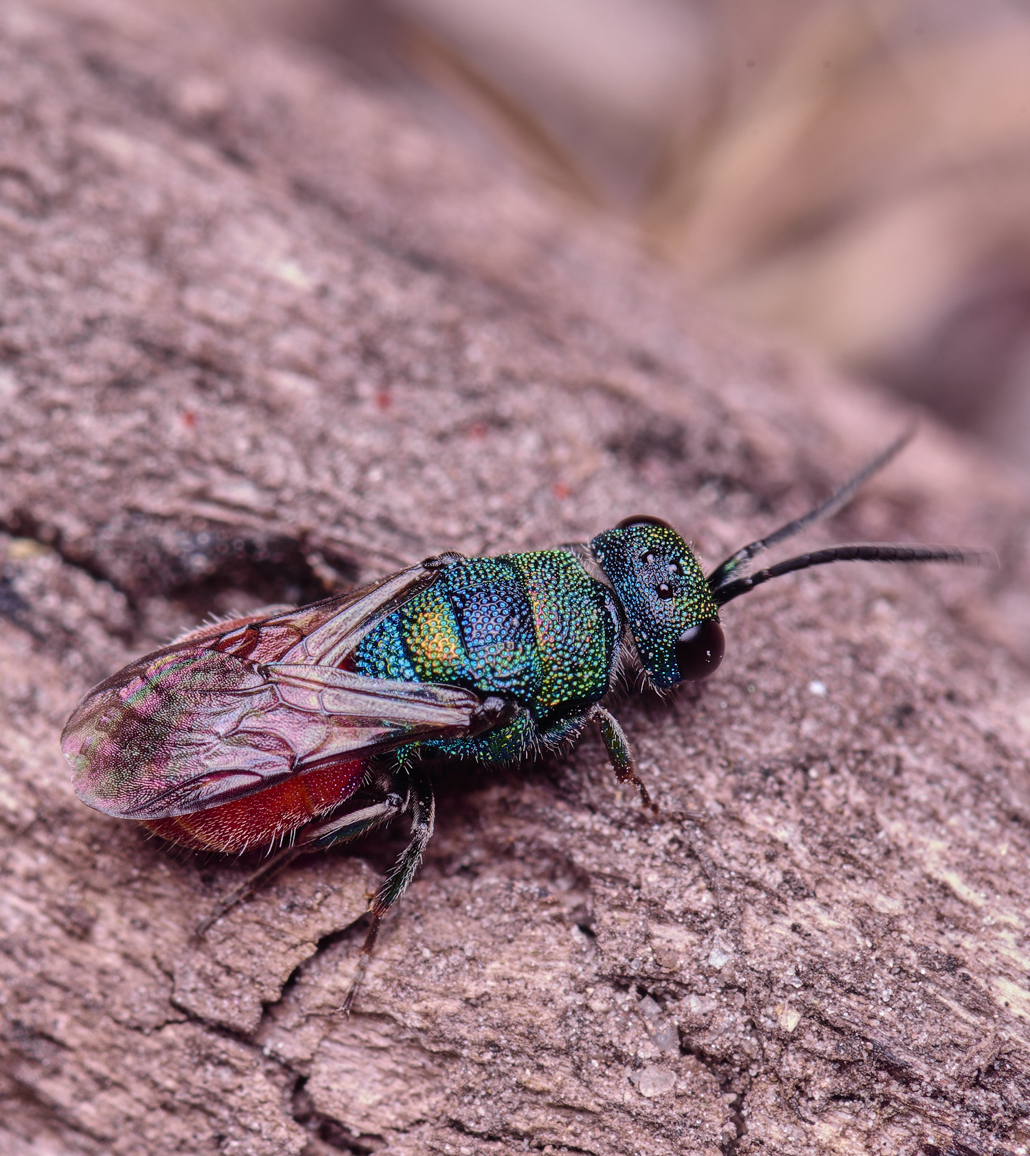 CawstonHeathRuby-tailedWasp280625-1
