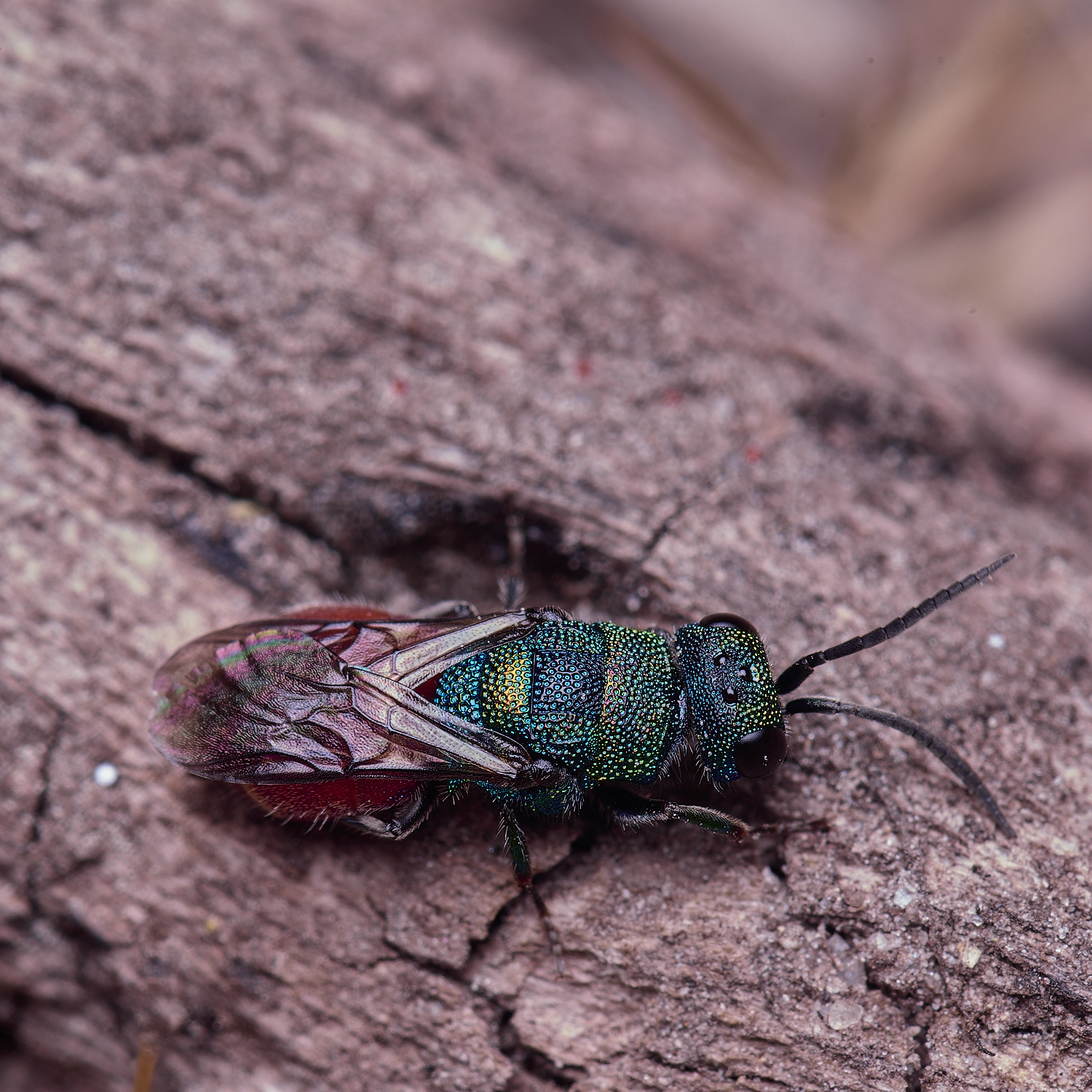 CawstonHeathRuby-tailedWasp280625-2