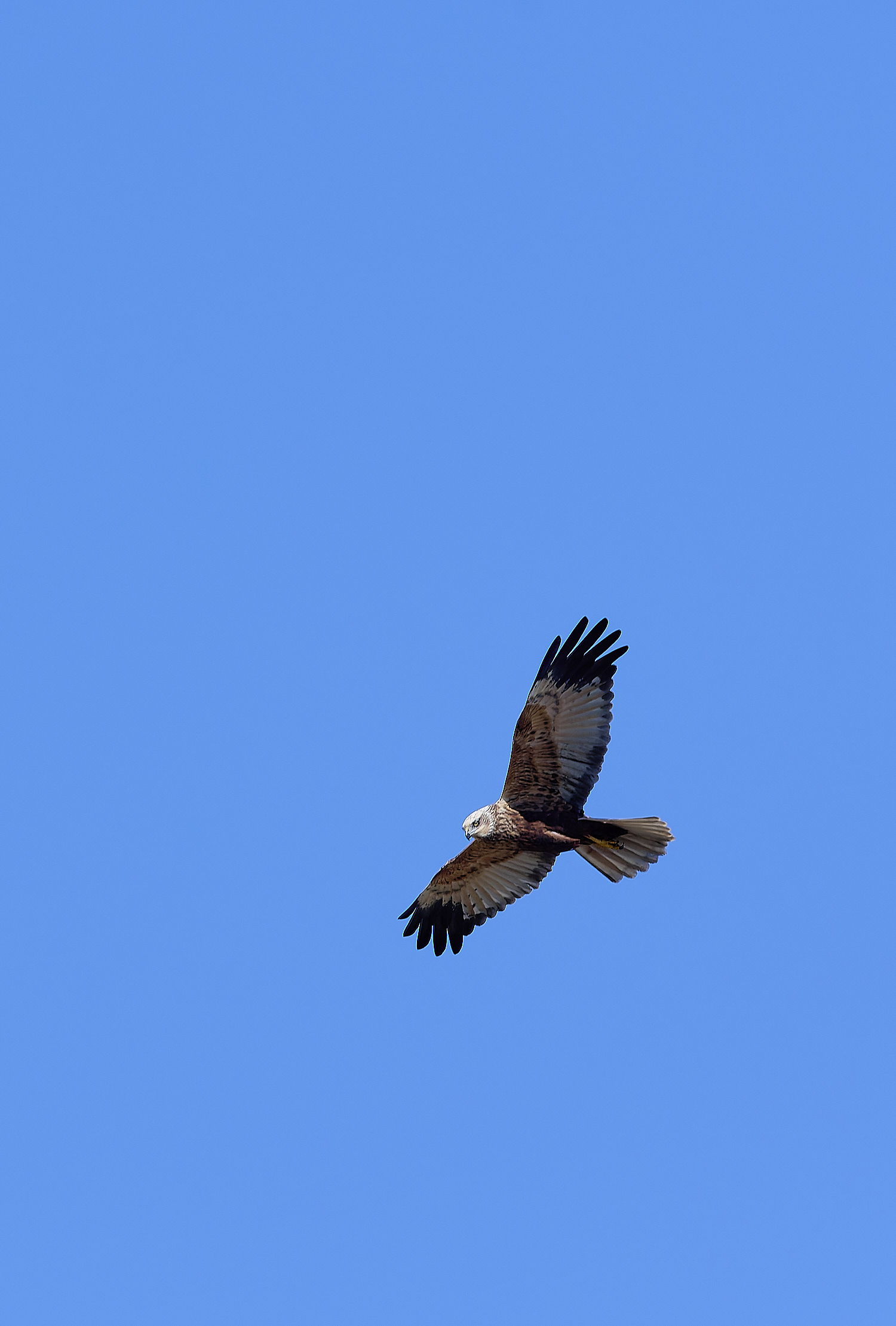 ClayMarshHarrier070425-1