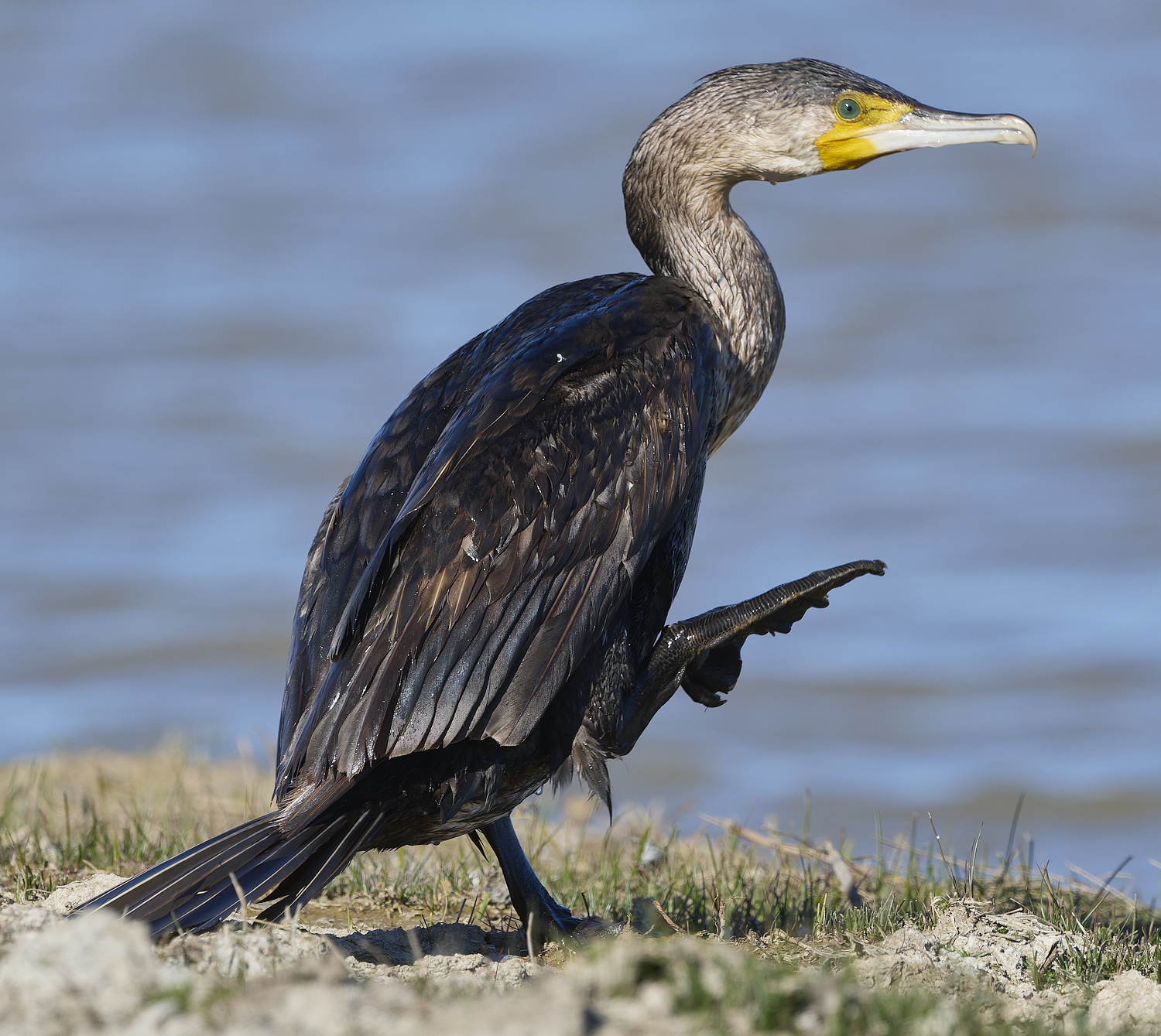 CleyCormorant070425-
