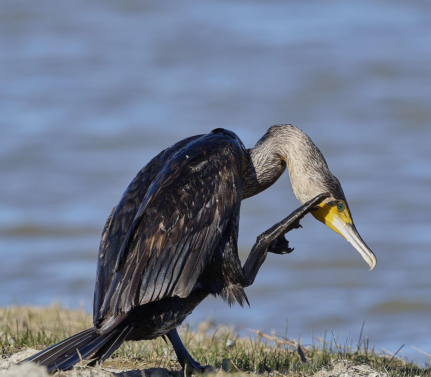 CleyCormorant070425-1
