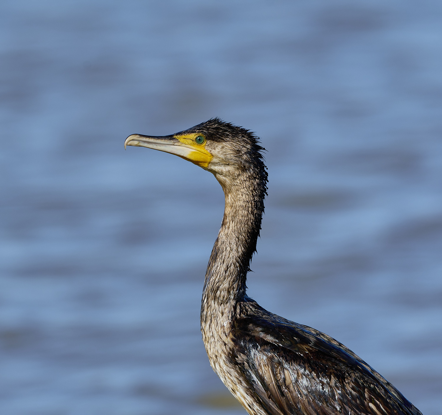 CleyCormorant070425-3