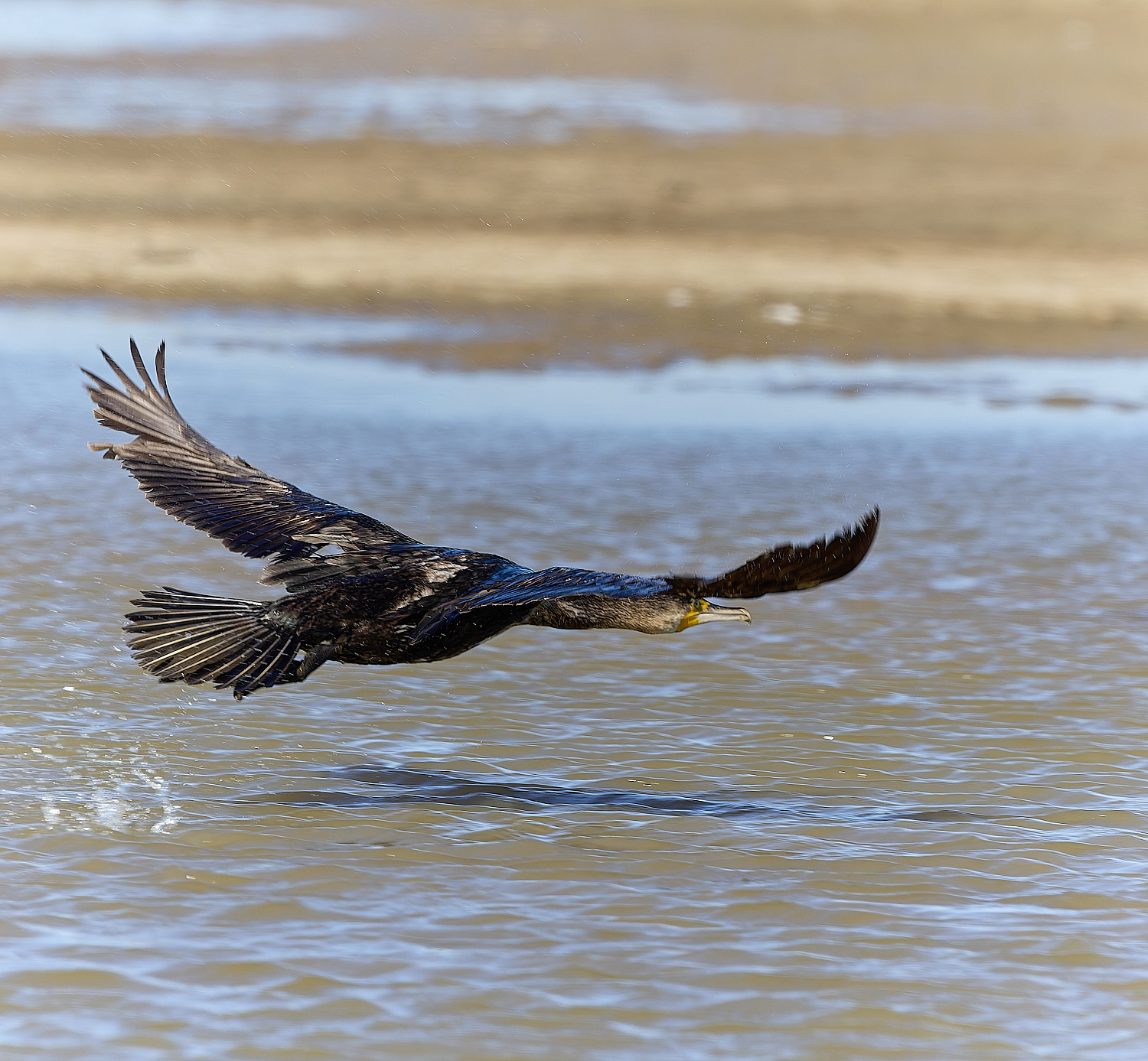 CleyCormorant070425-4