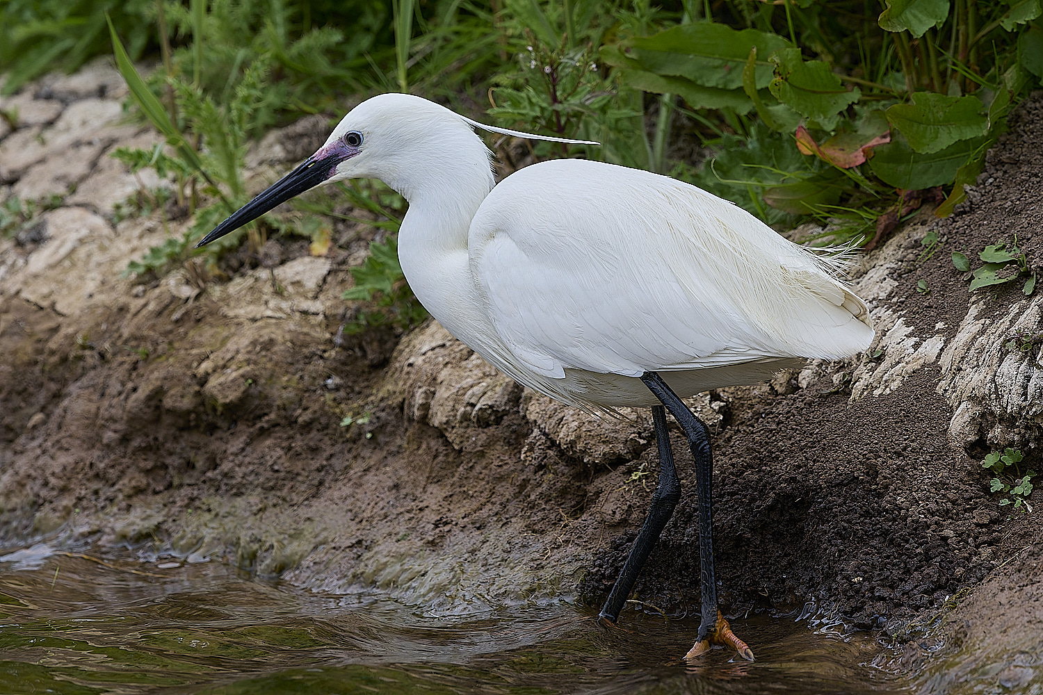 CleyLittleEgret150525-1