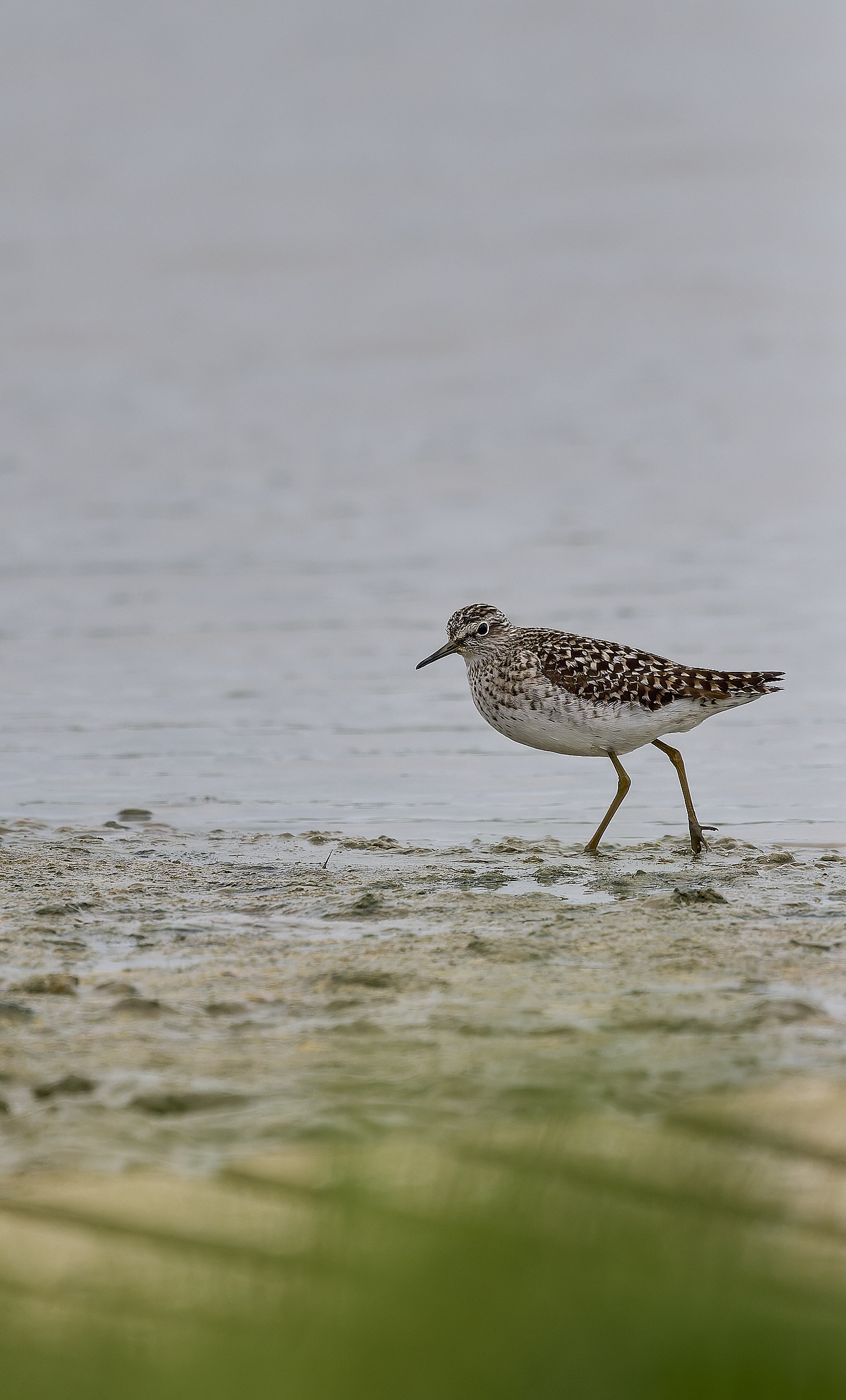 CleyWoodSandpiper150525-1