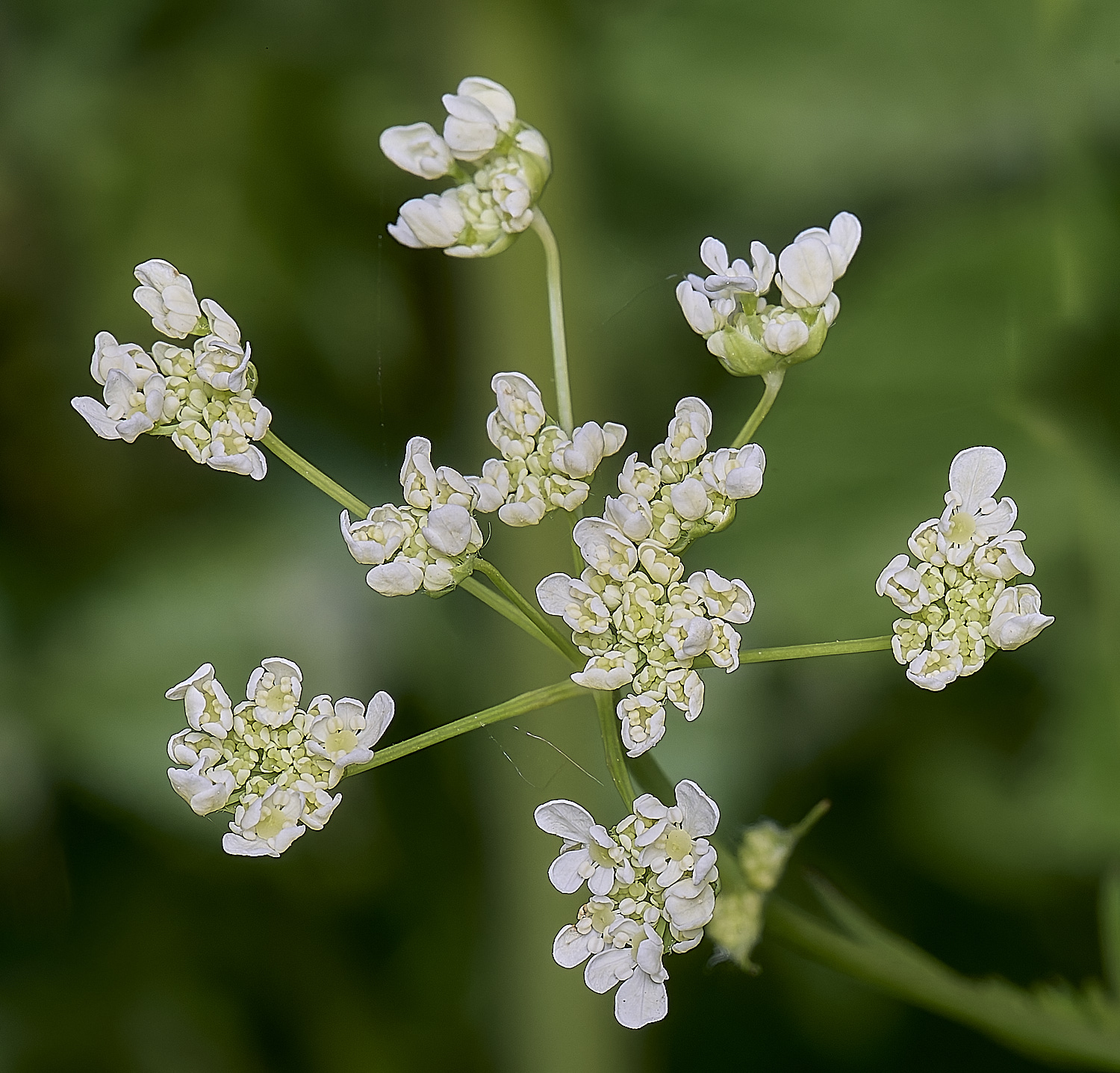 CowParsleyAsylvestris130525-1