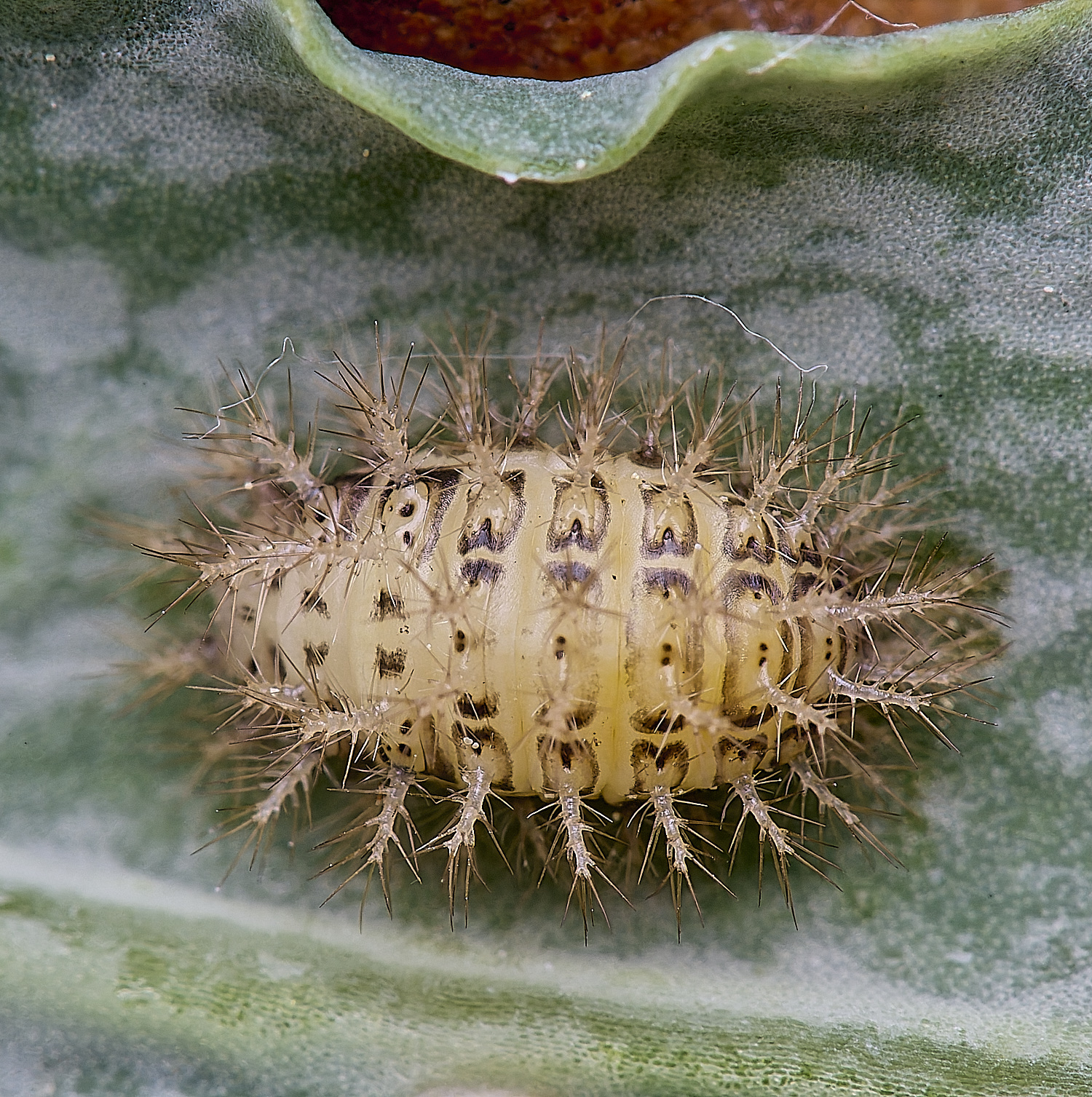 CranwichCamp24Sp080625-1