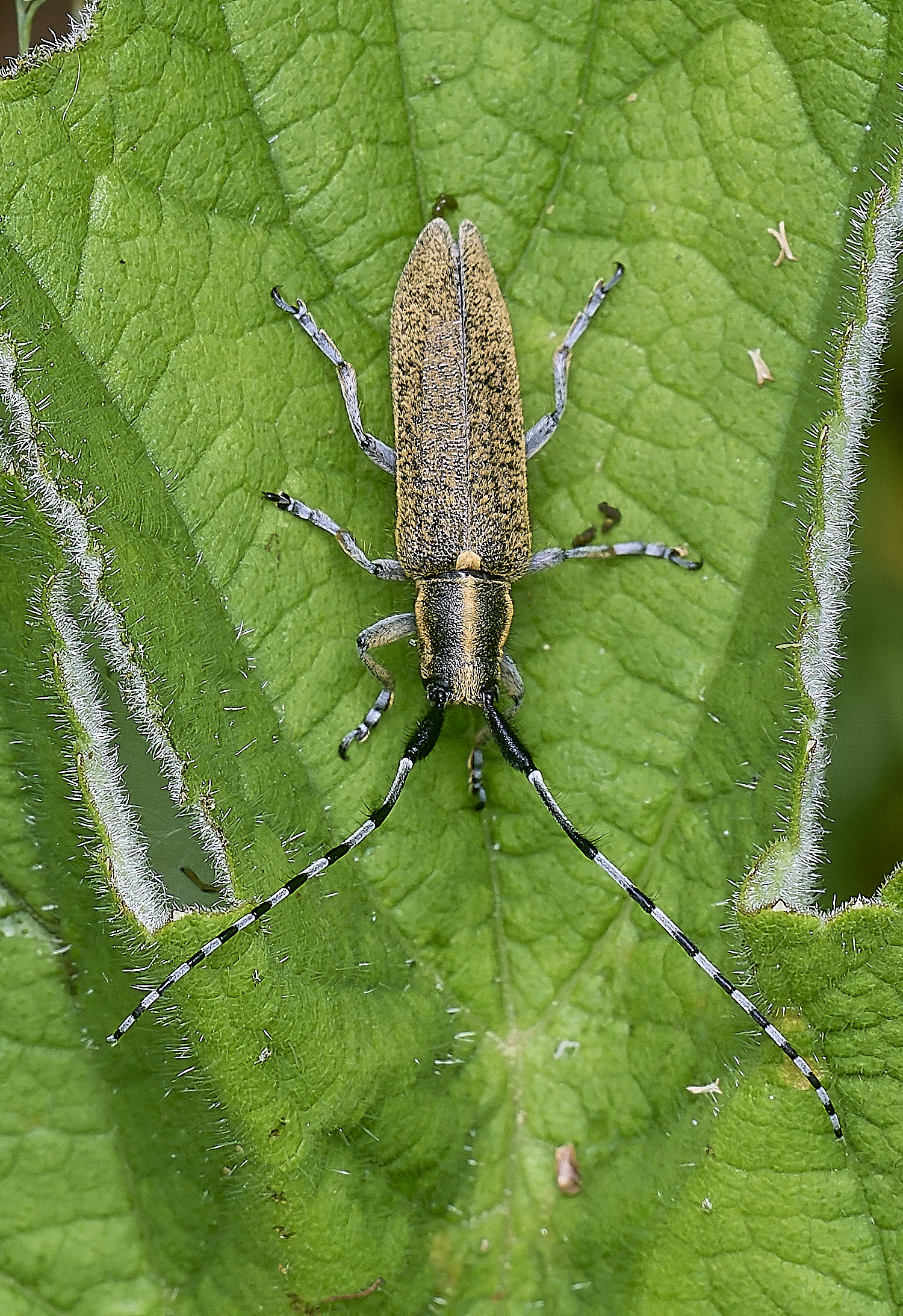 CranwichCampAgapantiaLomghorn080625-1